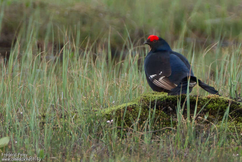 Black Grouse male adult breeding, habitat, Behaviour