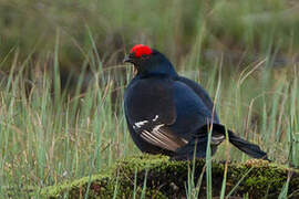 Black Grouse