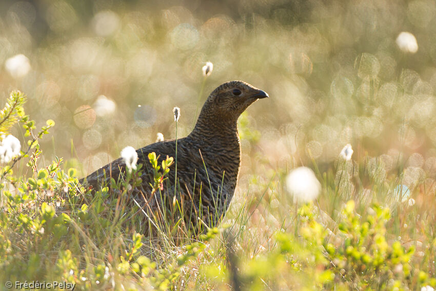 Black Grouse female adult