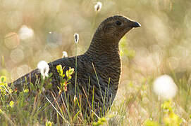 Black Grouse