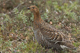 Black Grouse