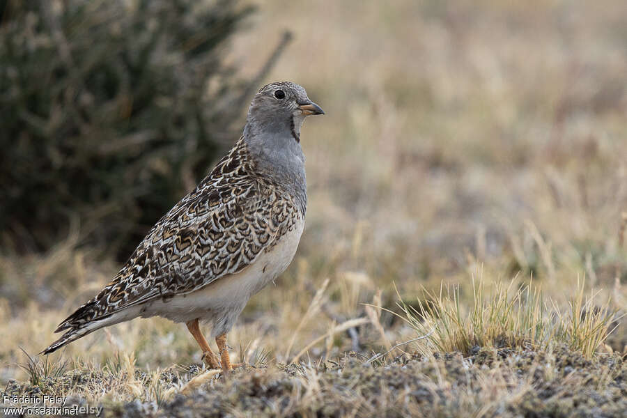 Grey-breasted Seedsnipe male adult, identification