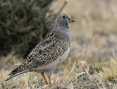 Grey-breasted Seedsnipe