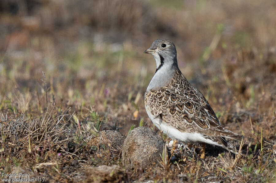 Least Seedsnipe male adult, identification