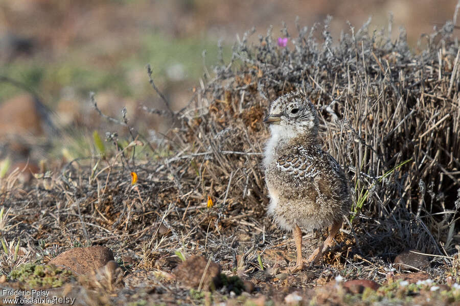 Least SeedsnipePoussin, identification