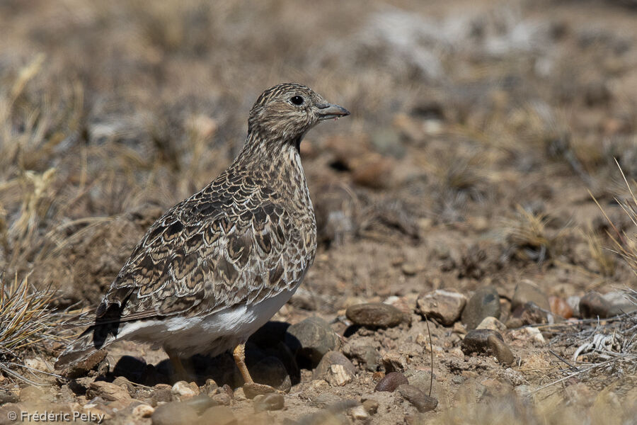 Least Seedsnipe female