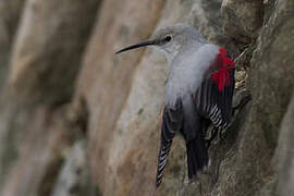 Wallcreeper