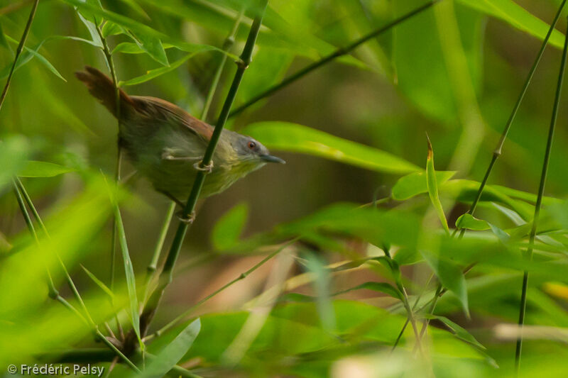 Pin-striped Tit-Babbleradult