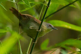 Pin-striped Tit-Babbler