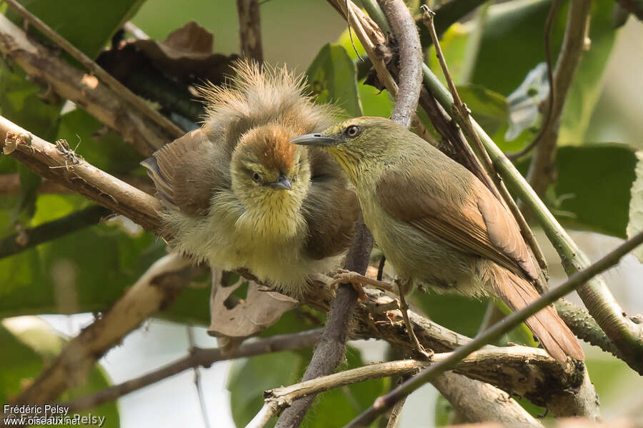 Pin-striped Tit-Babbleradult, Behaviour