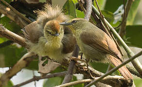 Pin-striped Tit-Babbler