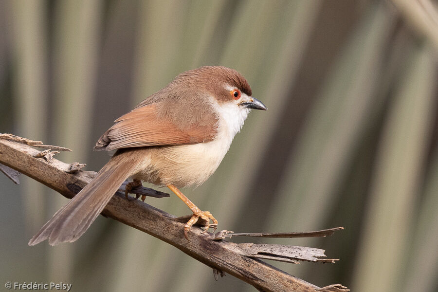 Yellow-eyed Babbler