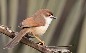 Yellow-eyed Babbler