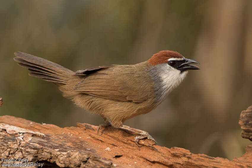 Timalie coifféeadulte, identification, composition