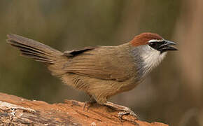 Chestnut-capped Babbler