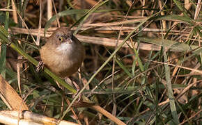 Jerdon's Babbler