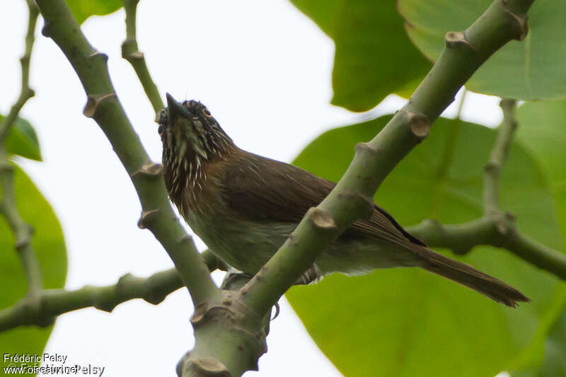 Mindanao Pygmy Babbleradult