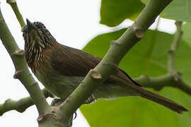 Mindanao Pygmy Babbler