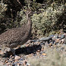 Tinamou élégant