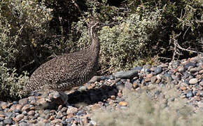 Elegant Crested Tinamou