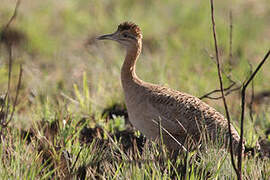 Tinamou isabelle