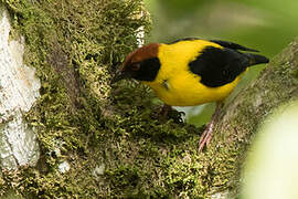 Brown-capped Weaver