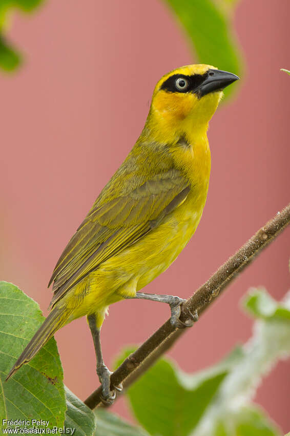 Black-necked Weaver female adult breeding, identification