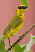 Black-necked Weaver