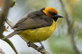 Black-necked Weaver