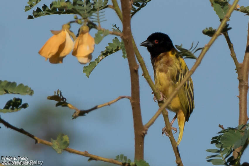 Golden-backed Weaver male adult transition