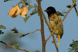 Golden-backed Weaver