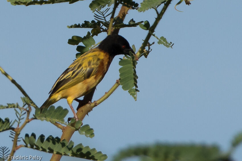 Golden-backed Weaveradult