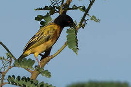 Golden-backed Weaver