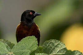 Golden-backed Weaver