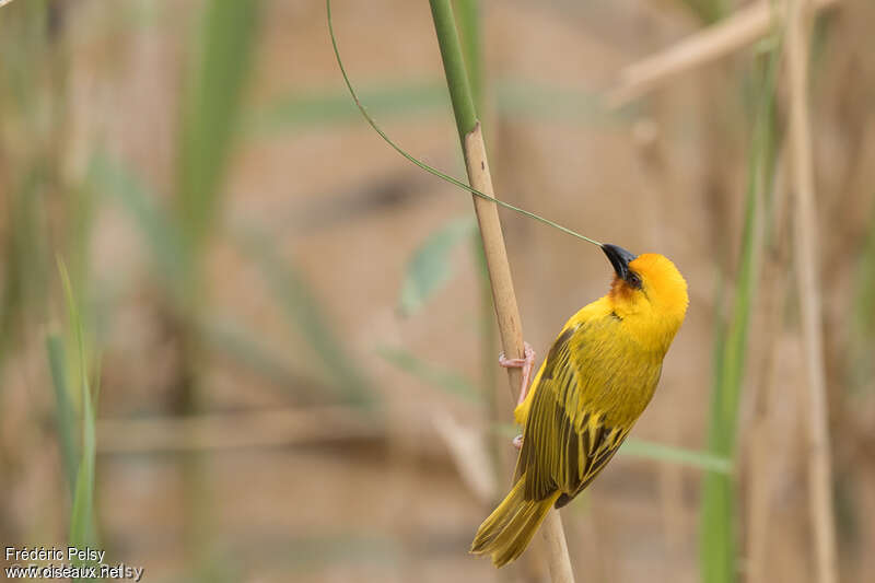 Southern Brown-throated Weaver male adult breeding, pigmentation, Reproduction-nesting