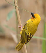 Southern Brown-throated Weaver