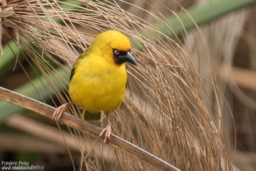 Northern Brown-throated Weaver male adult, close-up portrait, pigmentation