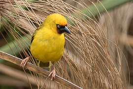 Northern Brown-throated Weaver