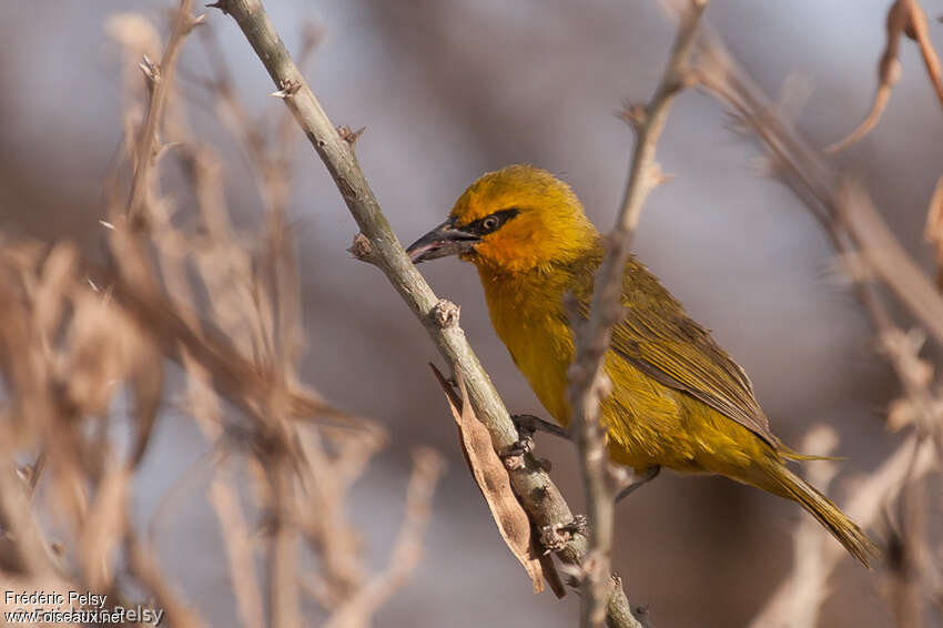 Spectacled Weaver female adult breeding, identification