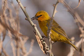 Spectacled Weaver