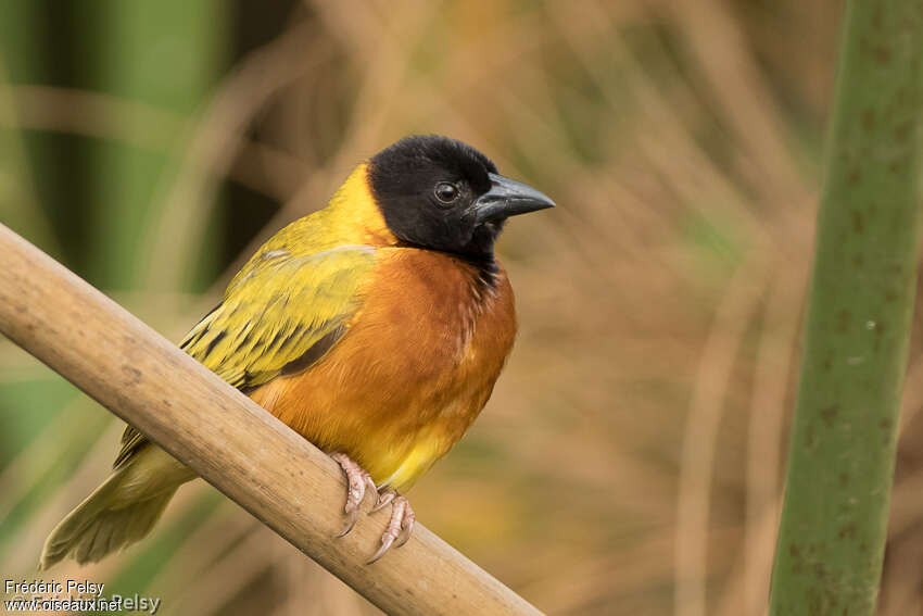 Black-headed Weaver male adult breeding, pigmentation