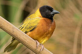 Black-headed Weaver