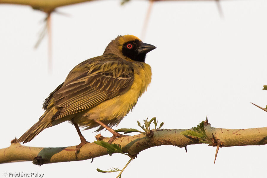 Southern Masked Weaver male adult