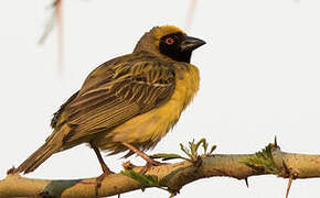 Southern Masked Weaver