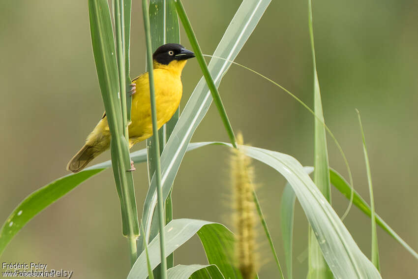 Baglafecht Weaver male adult breeding, pigmentation, Reproduction-nesting