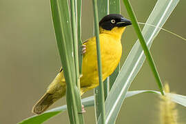 Baglafecht Weaver