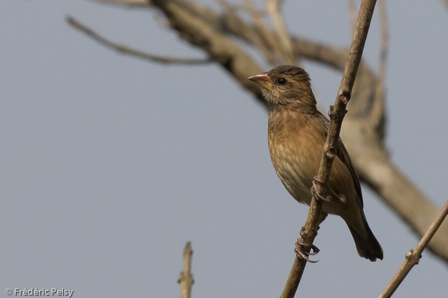 Baya Weaver female