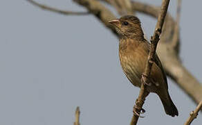 Baya Weaver