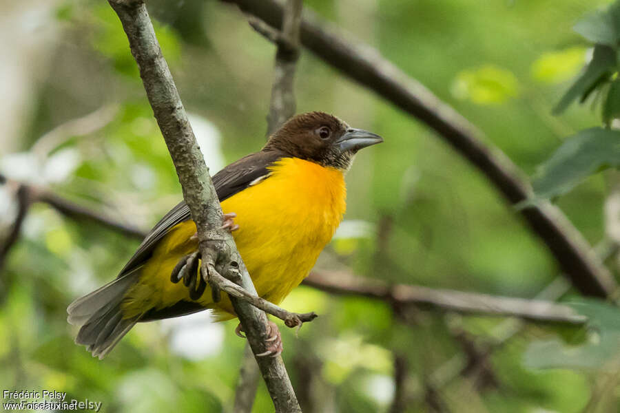 Tisserin bicoloreadulte nuptial, identification