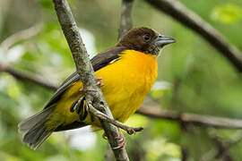 Dark-backed Weaver